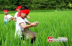 侗寨稻田将呈现出一片稻香鱼肥的喜人景象
